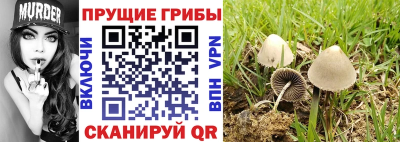 Галлюциногенные грибы прущие грибы  Малмыж 